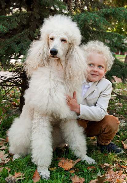 Новогодняя и Рождественская фотосессия с реквизитом в Москве фото 11