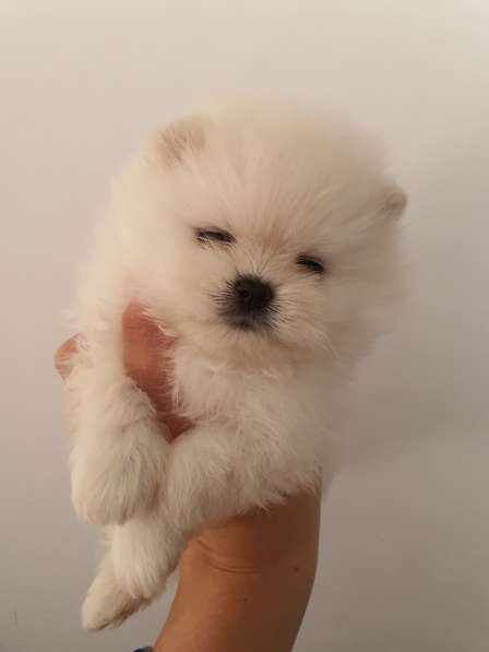 Mini pomeranian, sweet puppy's, vet. passport, pedigree в фото 3