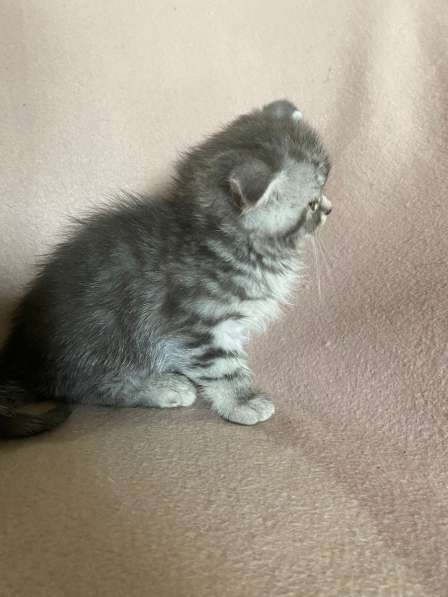 Британские Шотландские Котята в фото 23