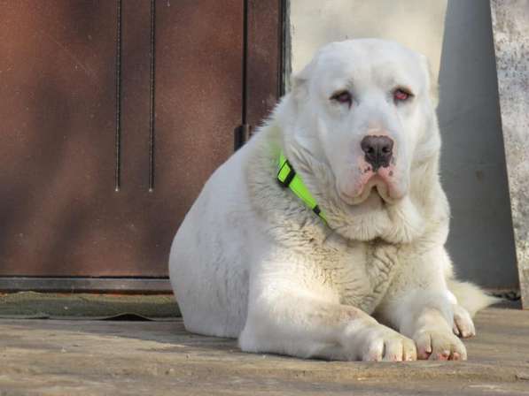 Щенок Среднеазиатской овчарки в Новосибирске фото 35