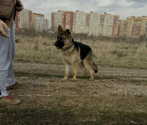 Немецкая овчарка 7 мес в Жуковском фото 5