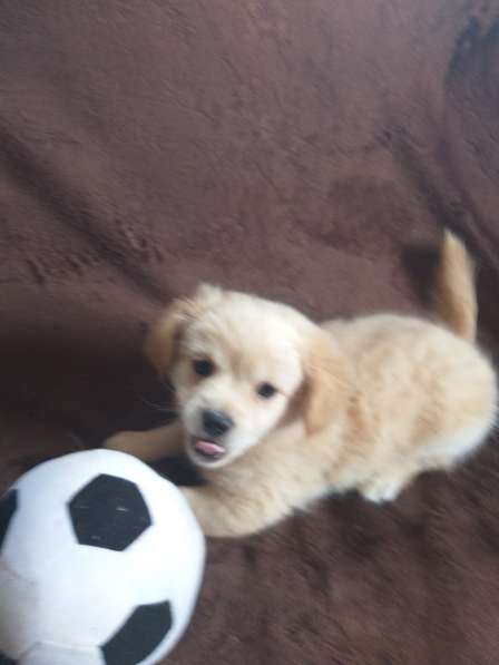 Собаки в Санкт-Петербурге фото 4