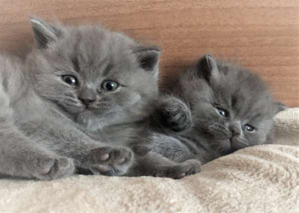 Голубые британские котята в Чебоксарах фото 5