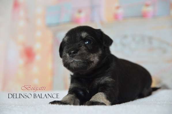 Шикарные щенки цвергшнауцера окраса черный с серебром в фото 23