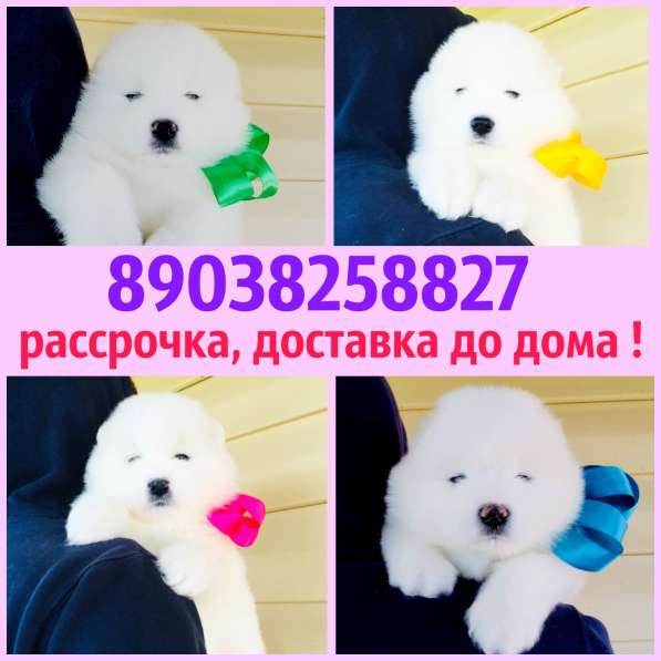 Самоеды щенки + кобели для вязки в Сергиевом Посаде