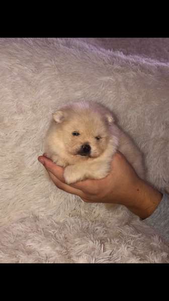 Шпиц в Москве фото 9