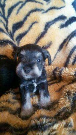 Щенки Цвергшнауцера