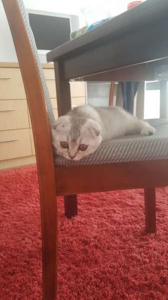 Британский шотландский котик в фото 4