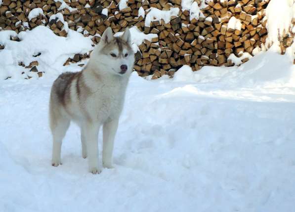 Продажа щенков Хаски