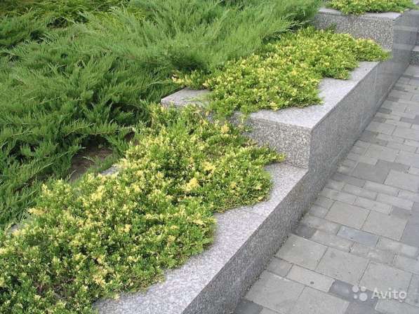 Можжевельник китайский Expansa Variegata