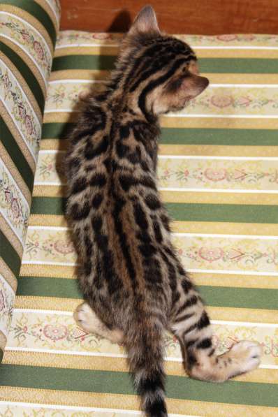 Бенгальский мальчик №3 в Санкт-Петербурге