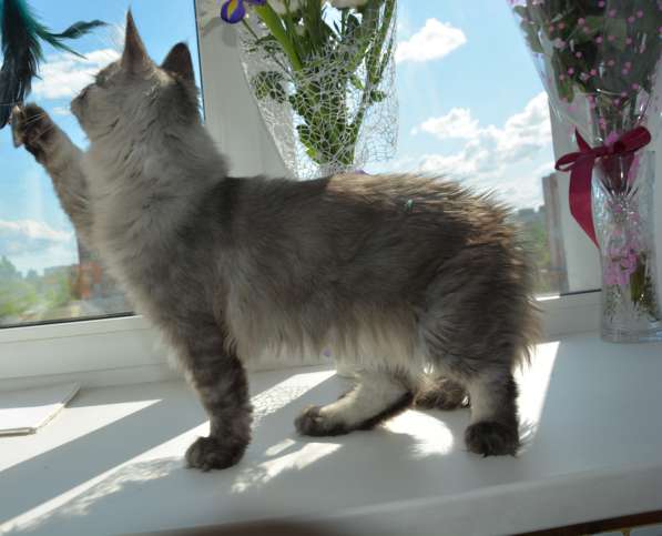 Свободны шикарные котята мэйн-кун редких окрасов в Ярославле фото 11