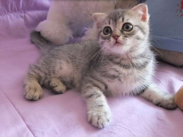 Котенок шотландской вислоухой в Санкт-Петербурге фото 4