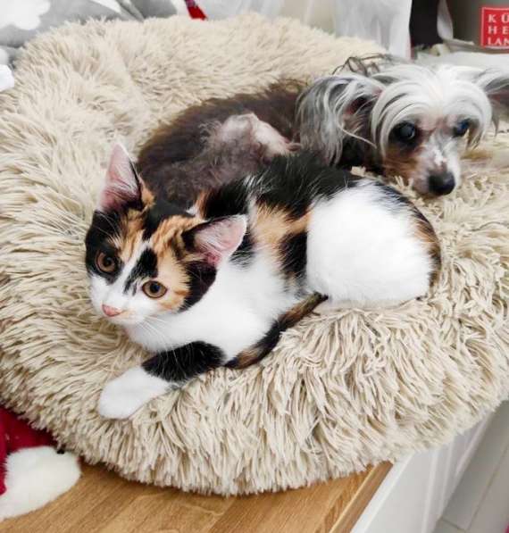 Трехцветная котёнок Соня в добрые руки в Москве фото 5