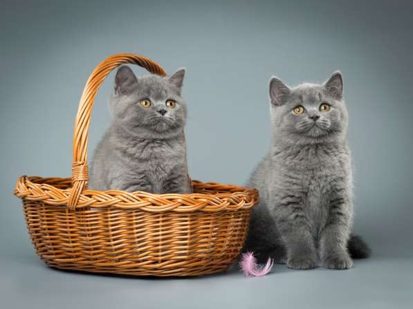 Британские короткошерстные голубые котята в Санкт-Петербурге