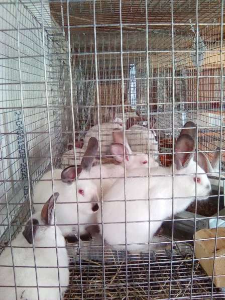Продаю кроликов Калифорнийской породы в Москве фото 4