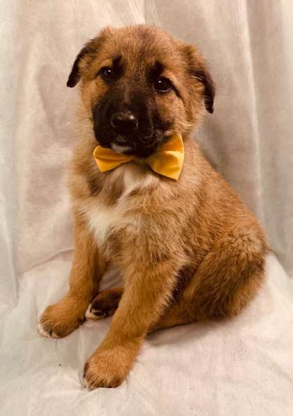 Лисички-сестрички! Рыженькие девочки ищут свои семьи! в Москве фото 12