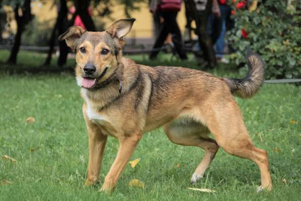 Очаровательная собачка компактного размера в Санкт-Петербурге фото 25