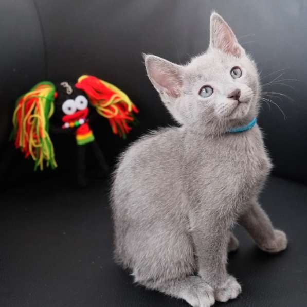 Котята Русская голубая в Тюмени фото 27