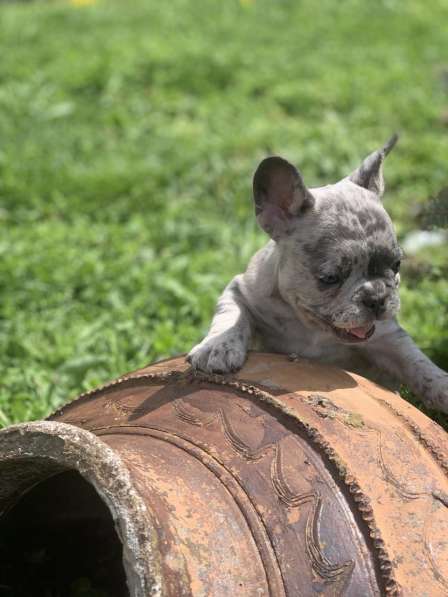 French bulldog в фото 16