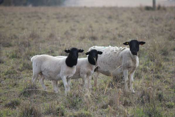 Племенные овцы Дорпер (Скот из Европы класса Элита) в Красноярске