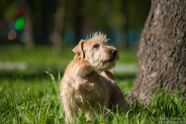 Ирландский мягкошерстный пшеничный терьер щенки в Москве фото 7