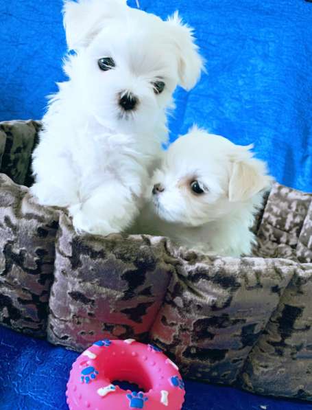 Щенки мальтезе. Мальтийская болонка в Екатеринбурге фото 9