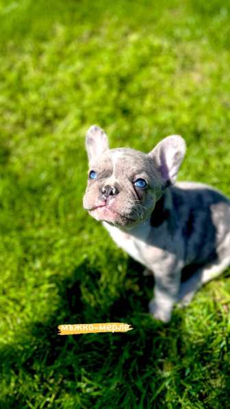Hello, french bulldog puppies for sale
