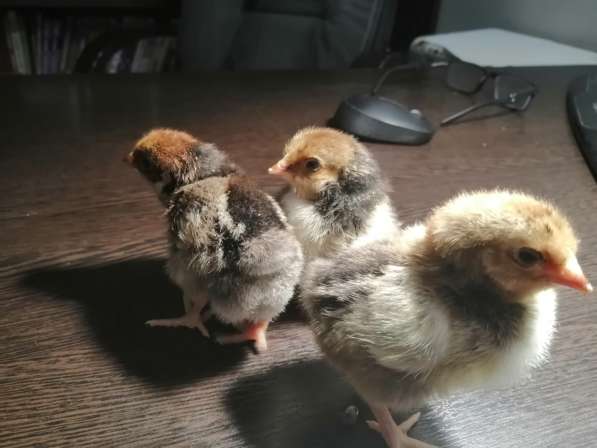 Цыплята мясо-яичные подросшие в Самаре