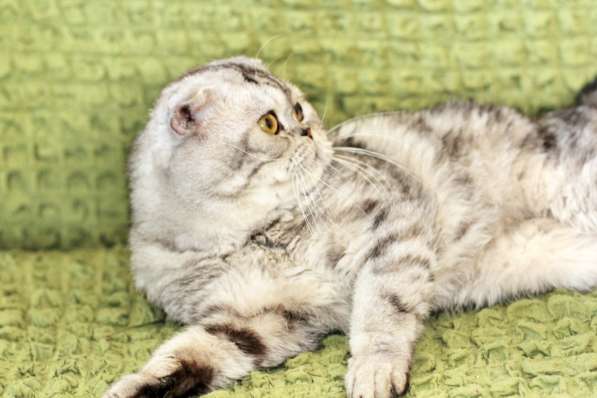 Вислоухий котик Оскар ищет дом в Москве фото 5