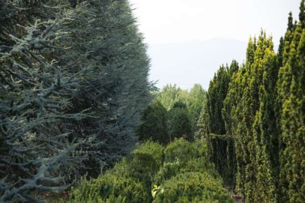 Питомник декоративных расстений Pistoia Piante Италия в фото 4