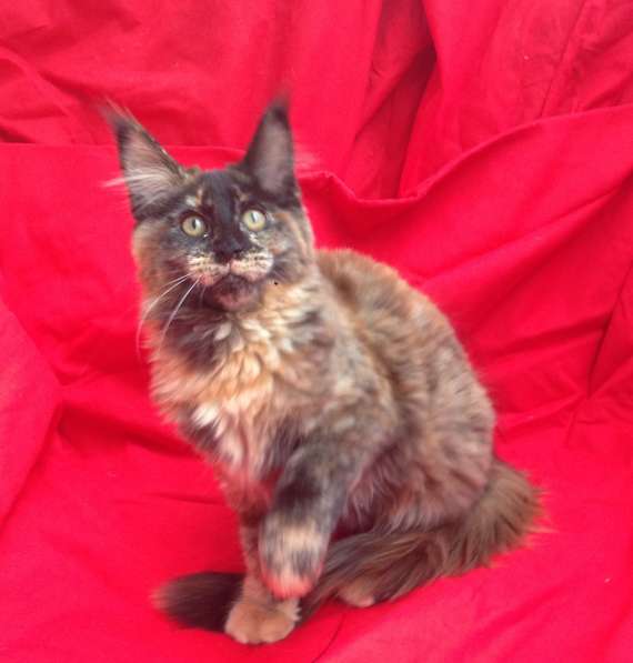 Котята породы Мейн-Кун