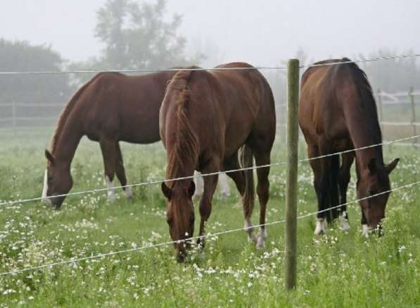 Электропастух для лошадей в Чебоксарах фото 3