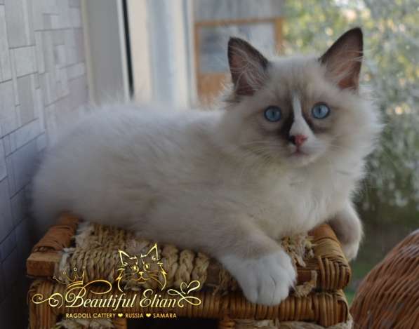 Котёнок рэгдолл в Санкт-Петербурге фото 12