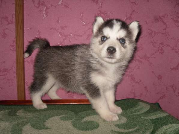 Щенки хаски Хороший выбор в Москве фото 3