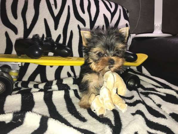 Йоркширский терьер мини в 