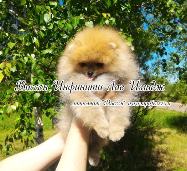 Три шикарные шпице-девочки в Москве