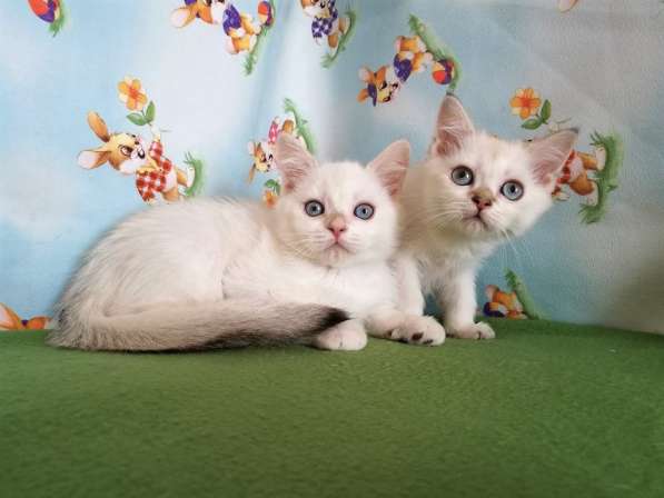 Котик и кошечка с голубыми глазами в Казани