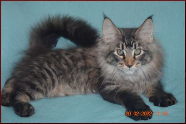 Роскошный черный котик мейн-кун из питомника в Астрахани фото 115