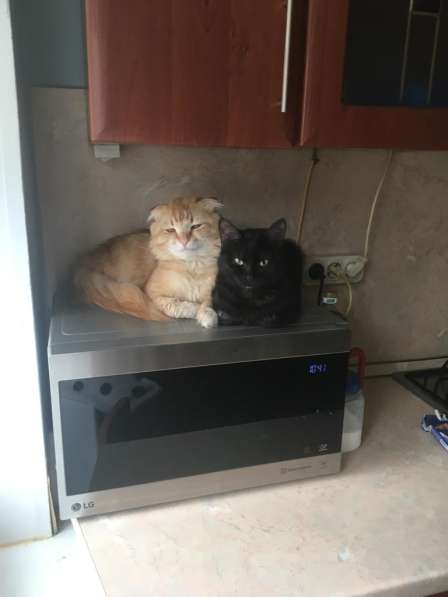 Отдам котиков в добрые руки в Москве фото 5