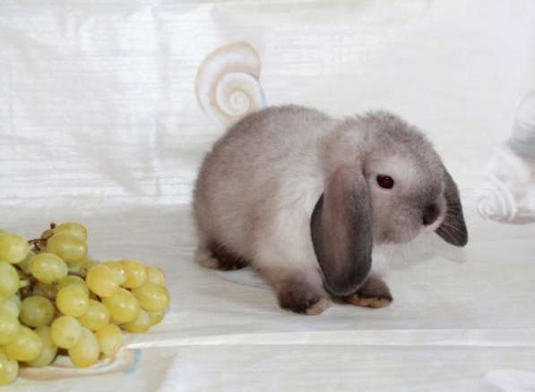 Карликовые крольчата Минилопы в Электрогорске фото 5