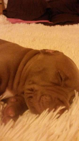 Щенки питбуля в Москве фото 24