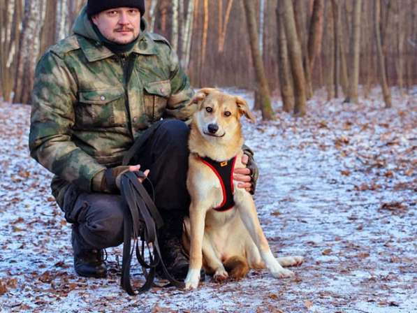 Идеальный компаньон для всей семьи, молодая собака Лесса в Москве фото 7