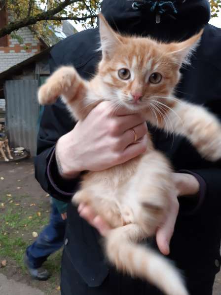 Котенок в добрые руки в фото 5