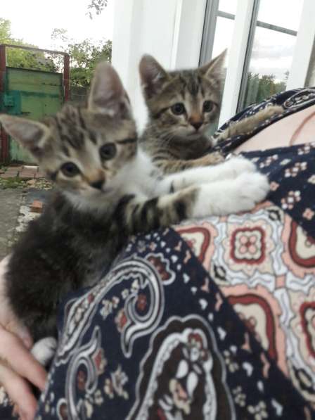 Котенок - девочка в белых носочках в добрые руки в Армавире фото 16