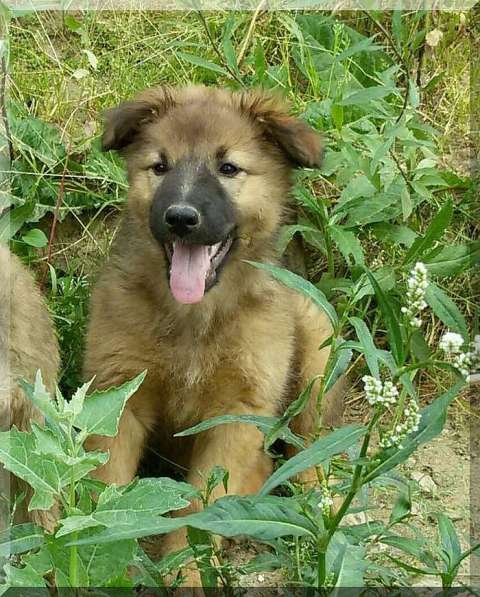 Щенки в добрые руки, даром в Москве