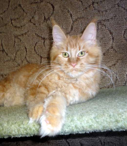 Апельсинки к Новому Году в Рязани фото 94