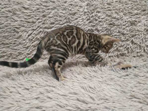 Бенгальская девочка в Москве фото 3