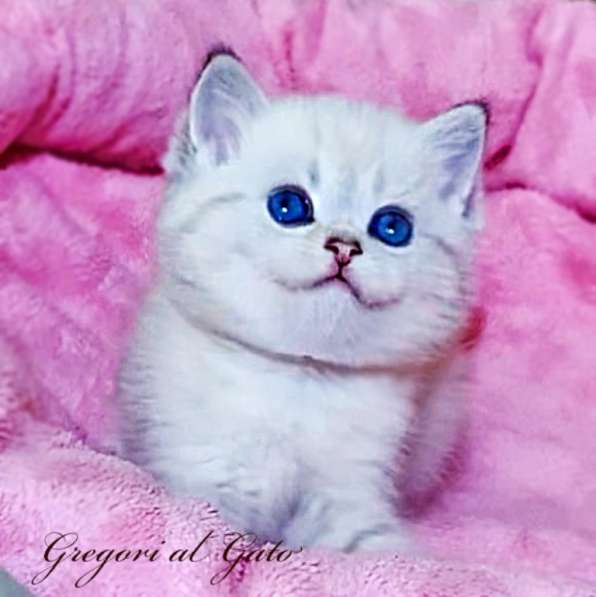 Эксклюзивная британская шиншилла фиалковые глазки в Москве фото 3