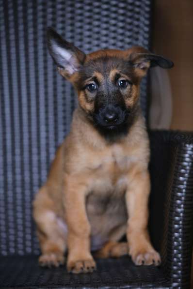 Щенки Малинуа в Москве фото 4